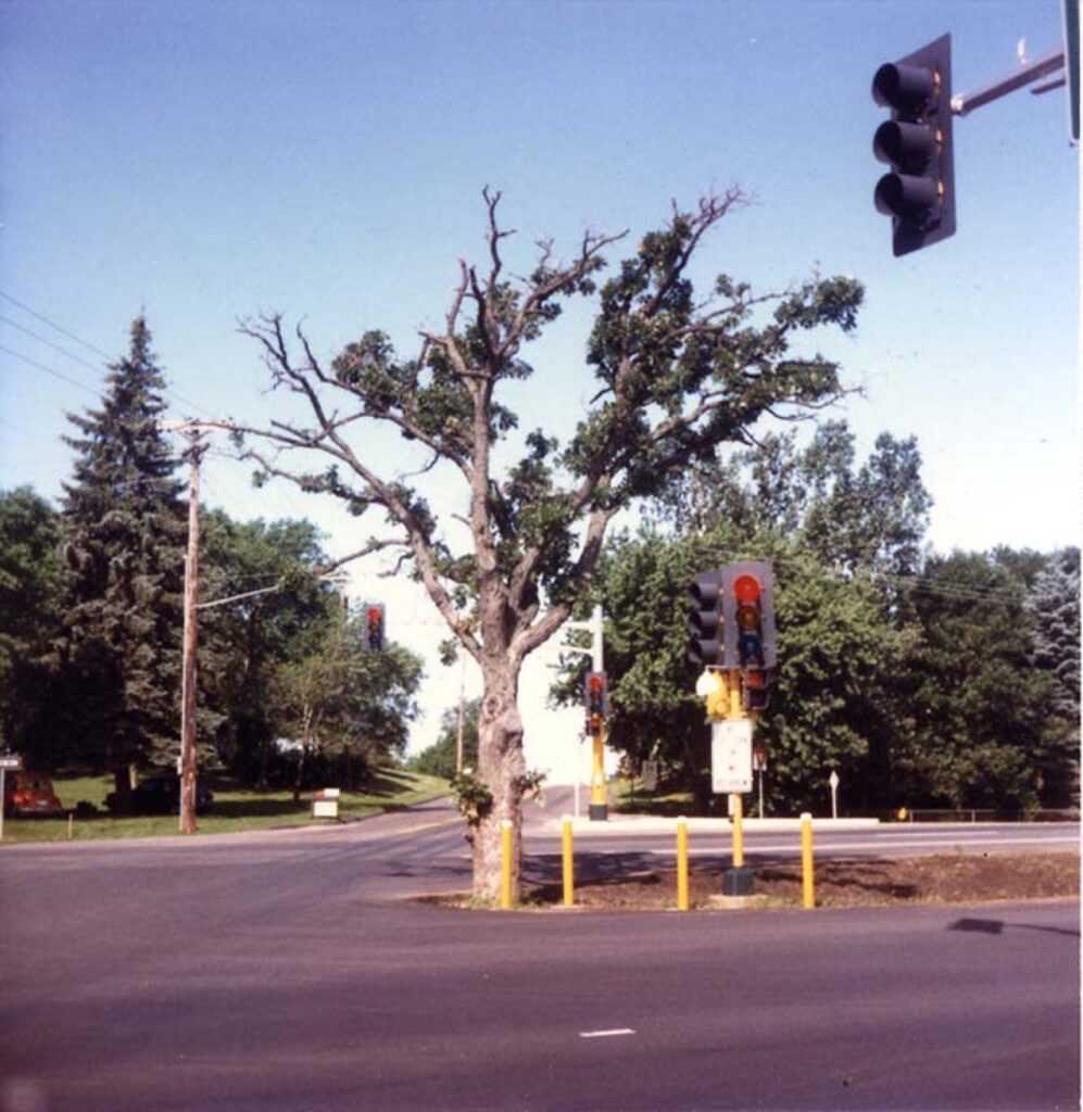 Eagan, Lone Oak tree 1983